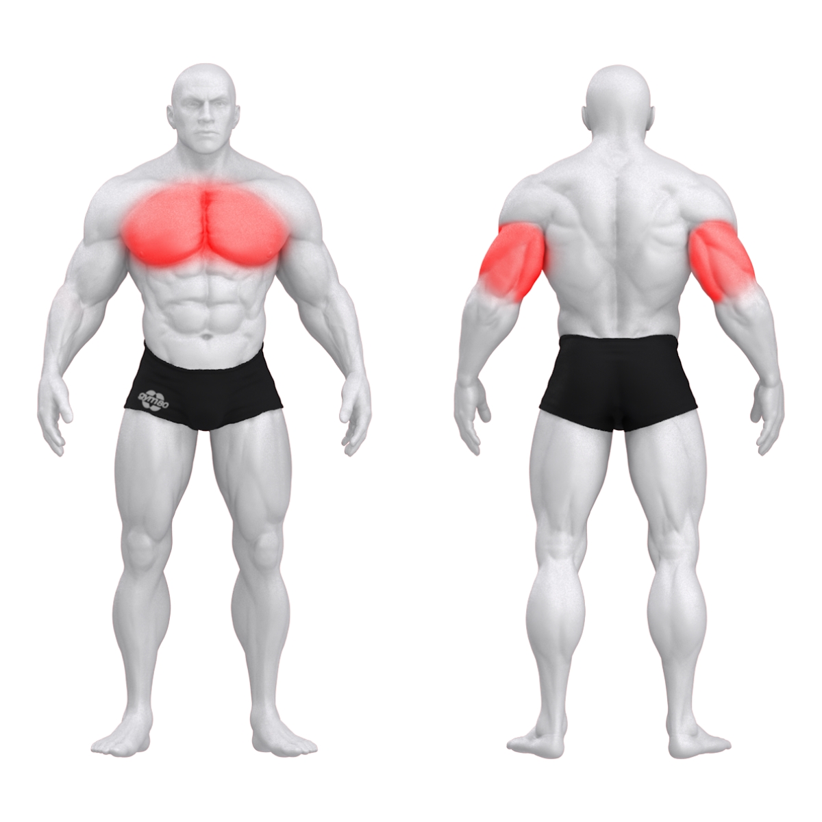 gym80 Rinnapress kitsa haardega Sygnum Standard, muscles. Tuotekoodi 3097