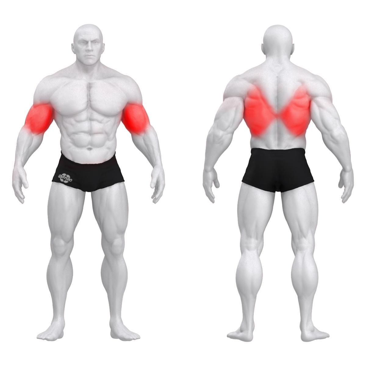 Gym80 Selja ülatõmbemasin, Sygnum Standard, muscles. Tuotekood: 00004116