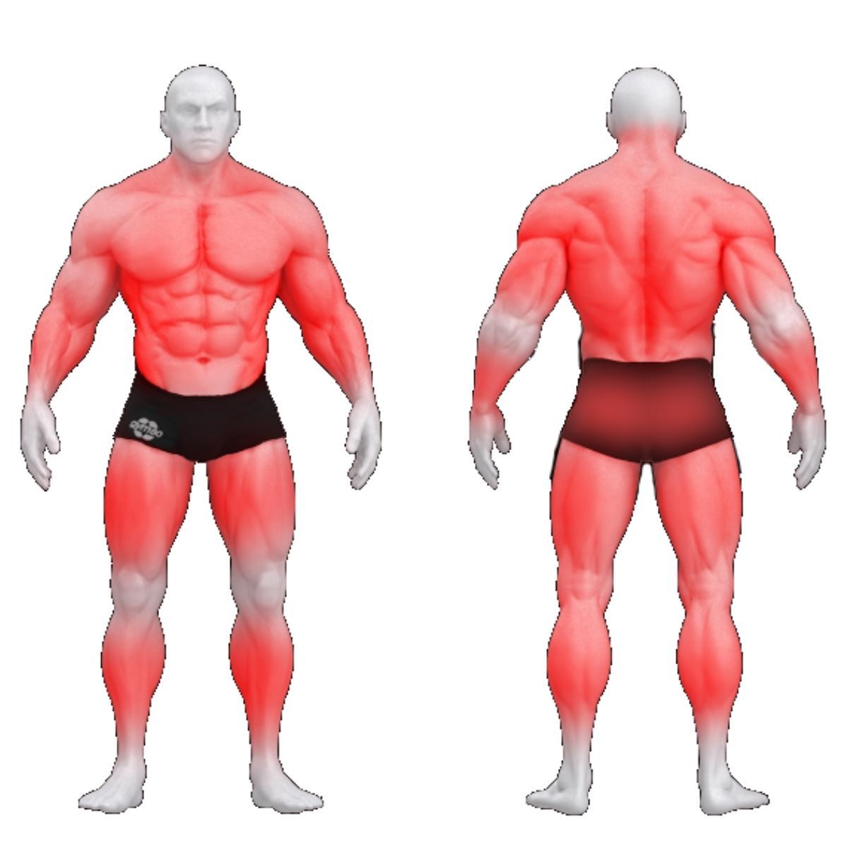 Gym80 Reguleeritav kaldpink, Sygnum Basic, muscles. Tootekood: 4010