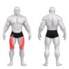 Gym80 Jalapress istudes, Sygnum Standard, muscles. Tootekood: 3030