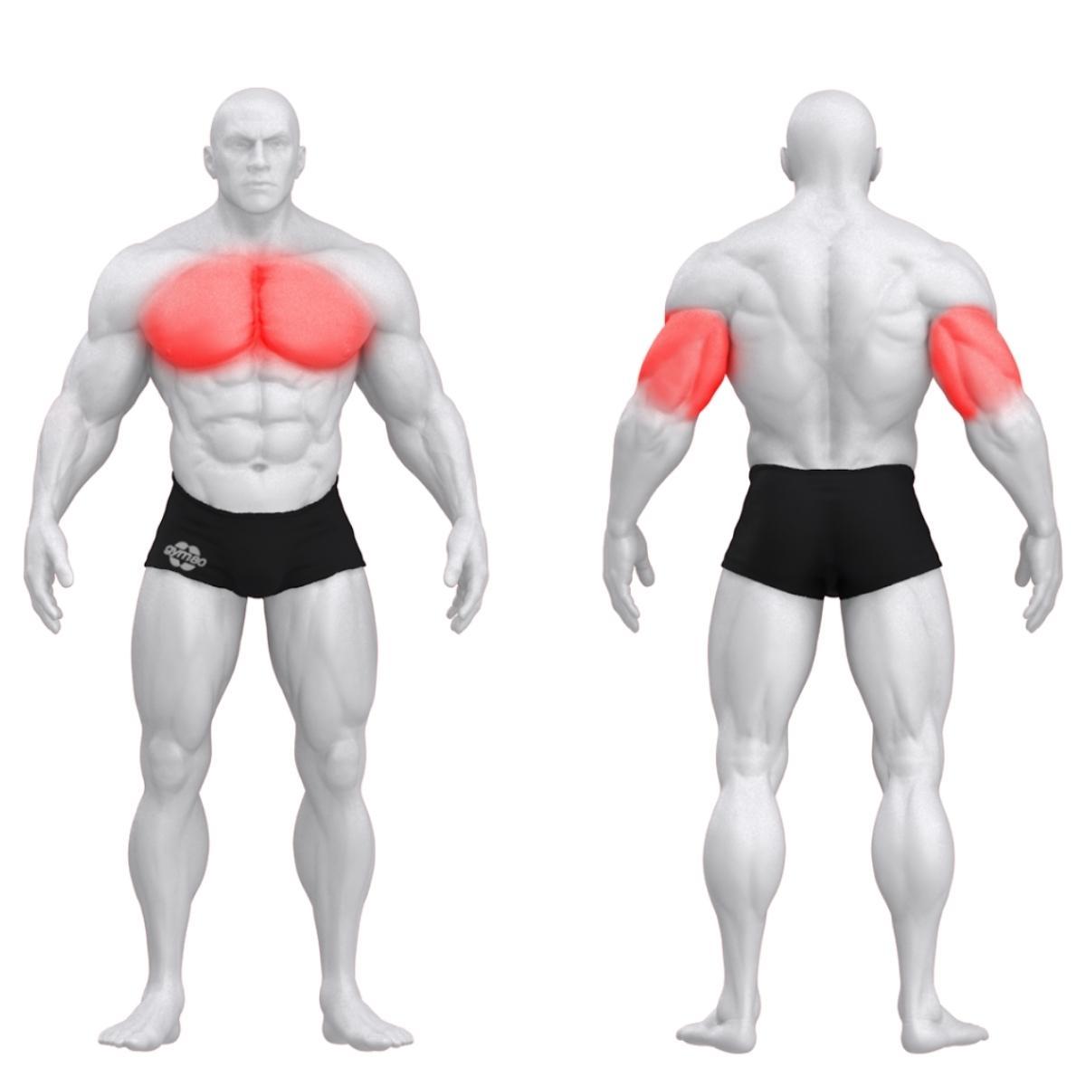 Gym80 Triitsepsi plokkmasin, Sygnum Standard, muscles. Tuotekood: 3036