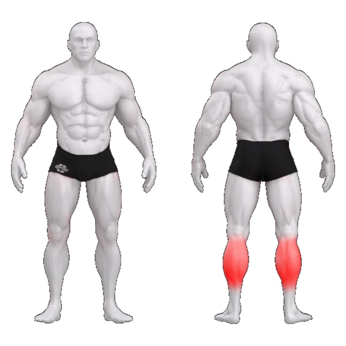 Gym80 Säärelihaste plokkmasin istudes, Sygnum Standard, muscles. Tootekood: 3027