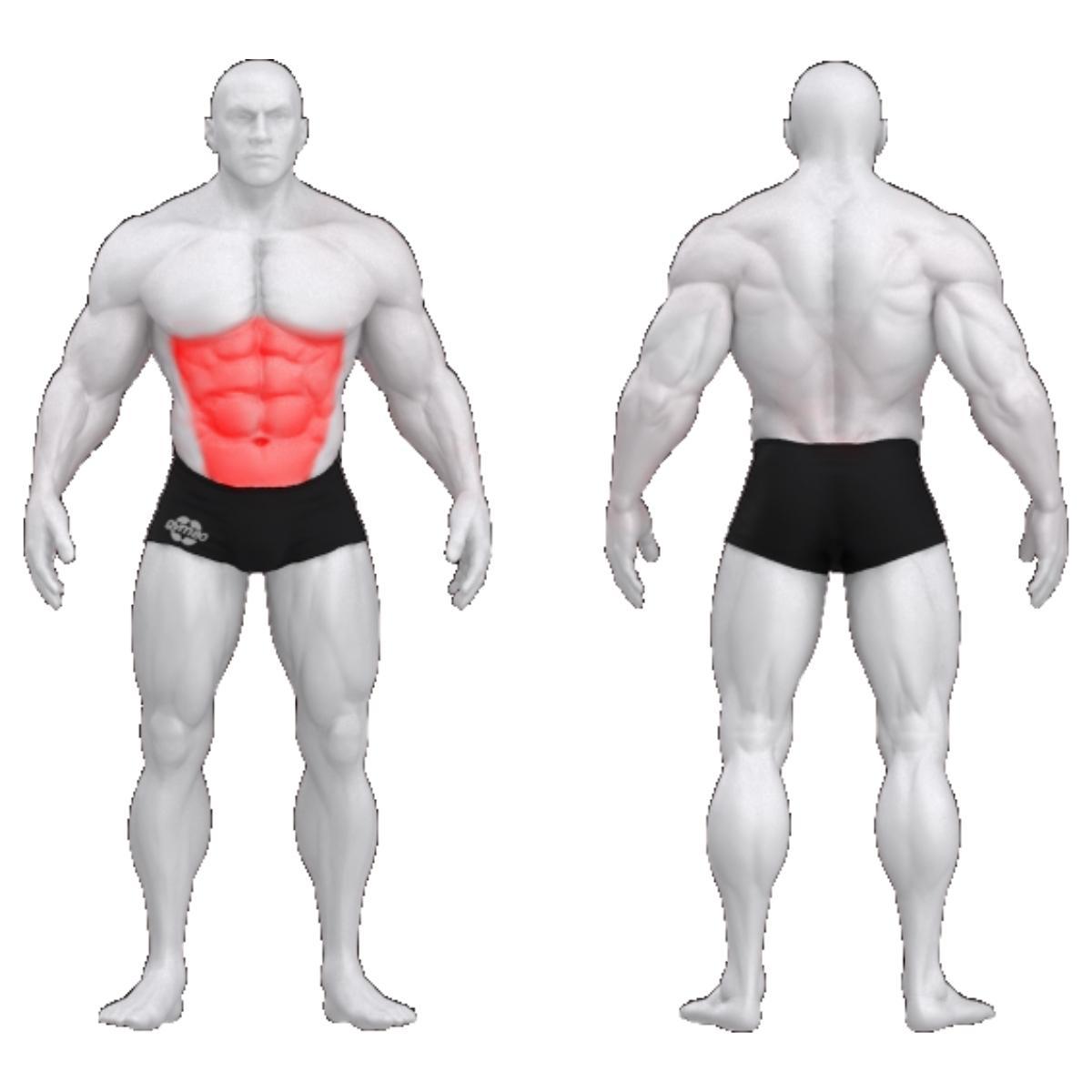 Gym80 Kõhulihaste plokkmasin lamades, Sygnum Standard, muscles. Tuotekood 3034