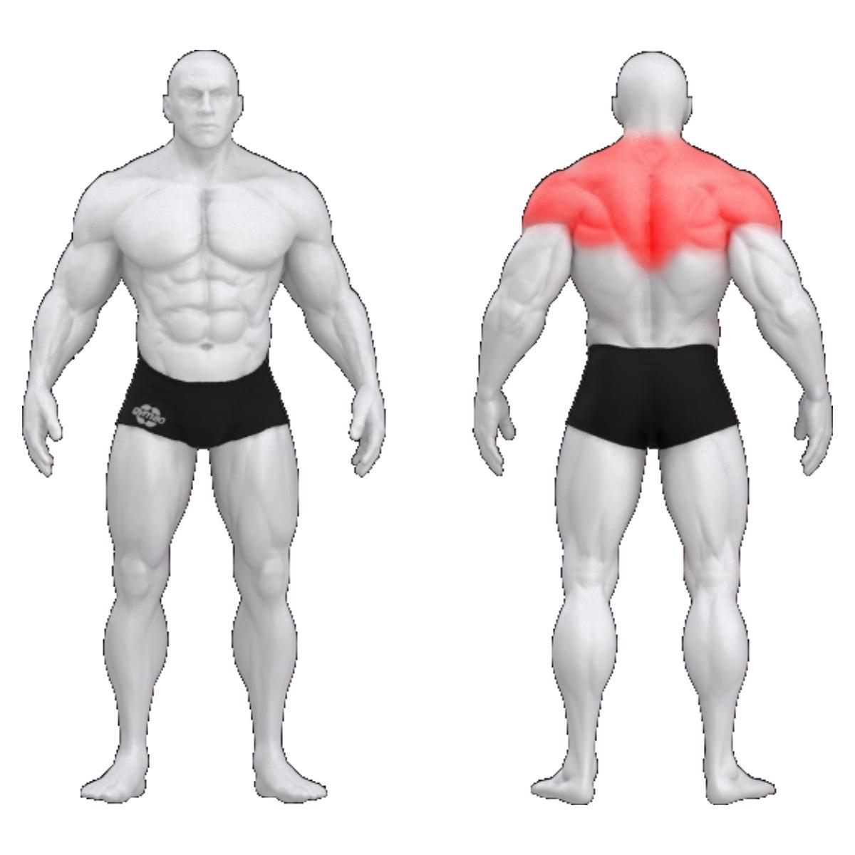 Gym80 Ülaselja masin, Sygnum Standard, muscles. Tootekood: 3025