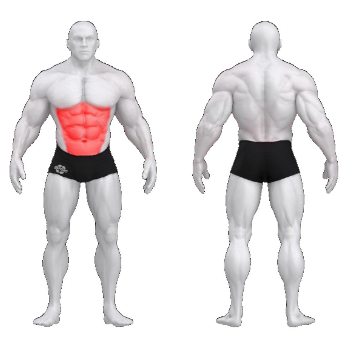 Gym80 Kõhulihaste plokkmasin, Sygnum Standard, muscles. Tuotekood: 3008