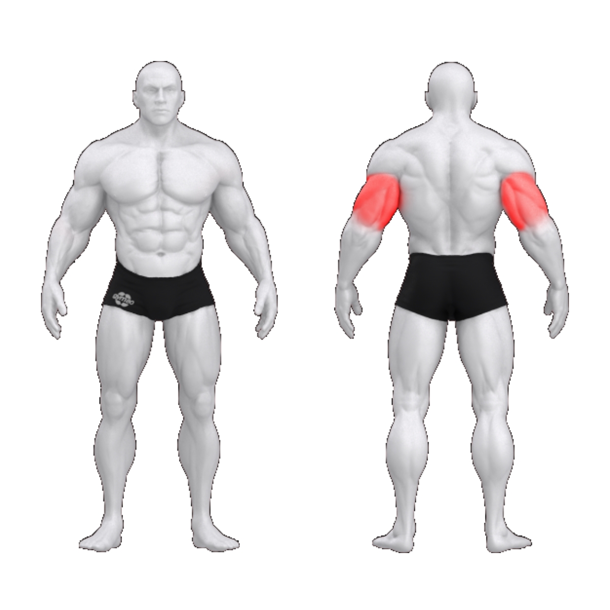 Gym80 Triitsepsi ületõmbe plokkmasin, Sygnum Standard, muscles. Tuotekood: 3095