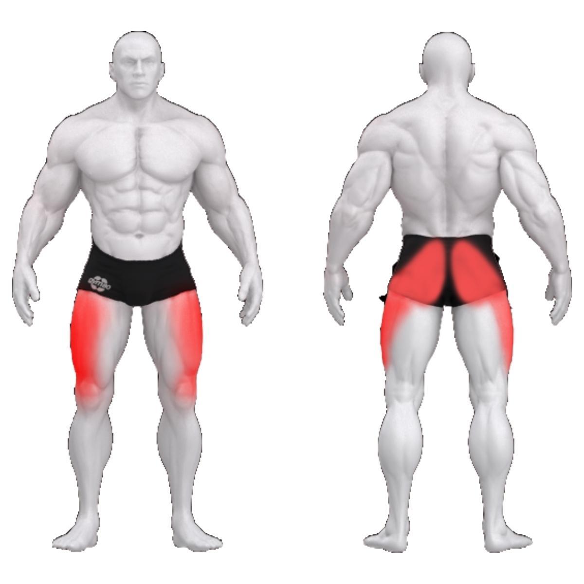 Gym80 Tuhara plokkmasin põlvili sendis, Sygnum Standard, muscles. Tuotekood: 3004